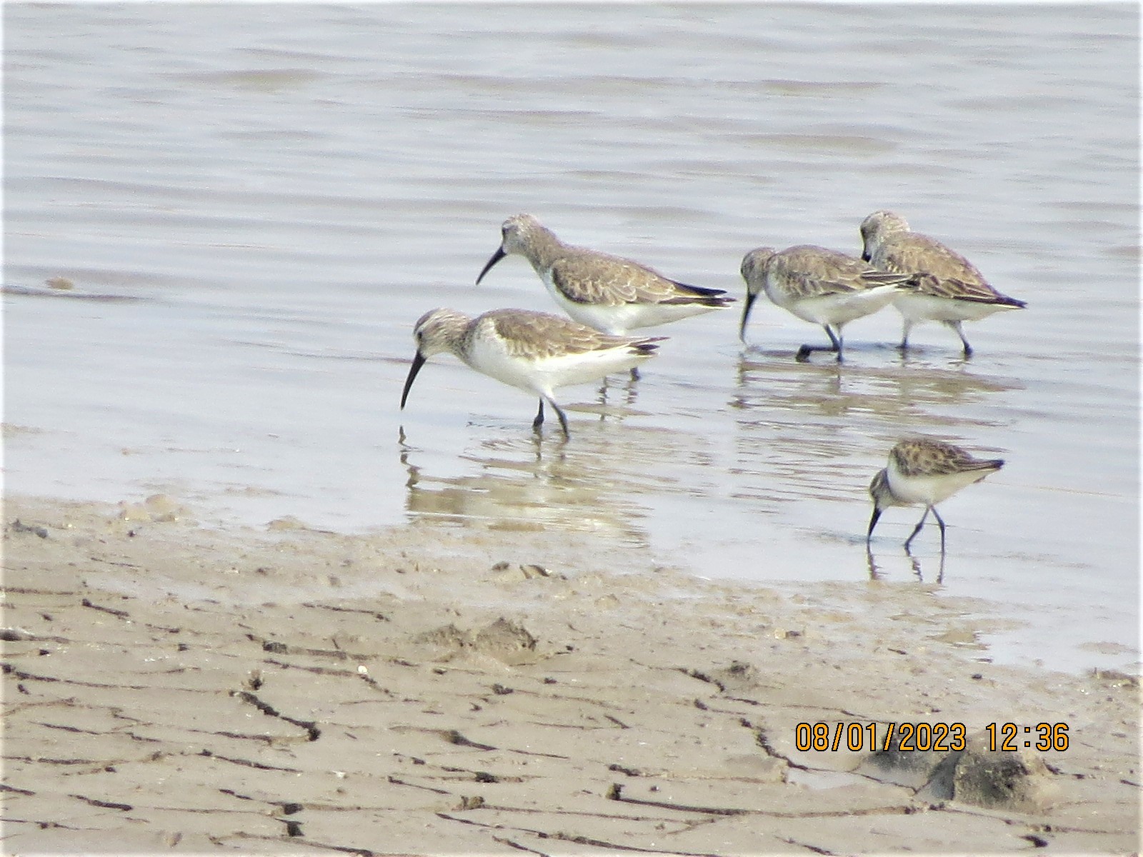Curlew Sandpiper